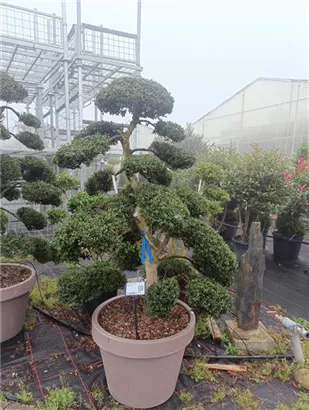 Stechpalme 'Kinme' - Ilex crenata 'Kinme'