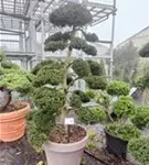 Stechpalme 'Kinme' - Ilex crenata 'Kinme'