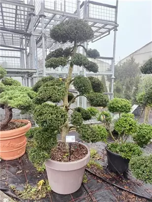 Stechpalme 'Kinme' - Ilex crenata 'Kinme'