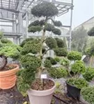 Stechpalme 'Kinme' - Ilex crenata 'Kinme'