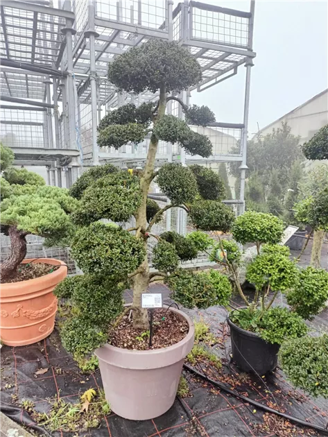 eibe 3 meter kaufen Taxus baccata