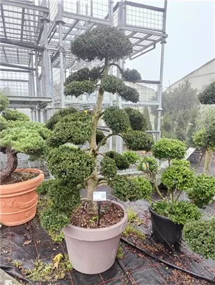 Stechpalme 'Kinme' - Ilex crenata 'Kinme'