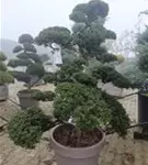 Stechpalme 'Kinme' - Ilex crenata 'Kinme'