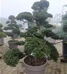 Stechpalme 'Kinme' - Ilex crenata 'Kinme'