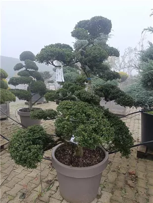 Stechpalme 'Kinme' - Ilex crenata 'Kinme'