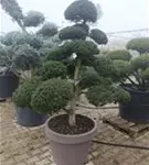 Stechpalme 'Kinme' - Ilex crenata 'Kinme'