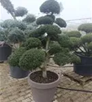 Stechpalme 'Kinme' - Ilex crenata 'Kinme'