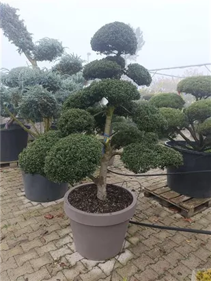Stechpalme 'Kinme' - Ilex crenata 'Kinme'