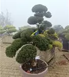 Stechpalme 'Kinme' - Ilex crenata 'Kinme'