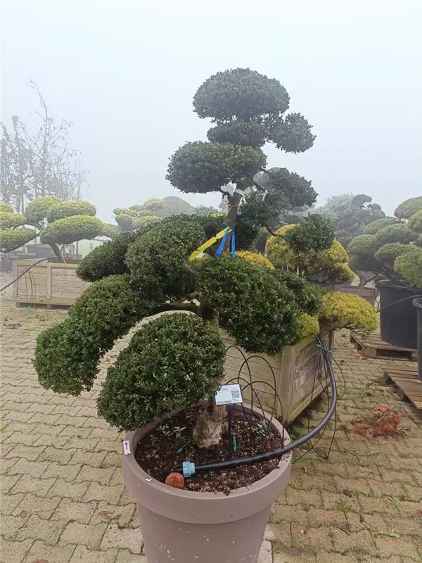 Stechpalme 'Kinme' - Ilex crenata 'Kinme'