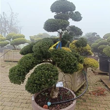 Ilex crenata 'Kinme', C 160 Bonsai TE1/24 160- 180