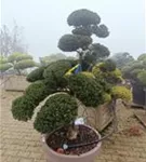 Stechpalme 'Kinme' - Ilex crenata 'Kinme'