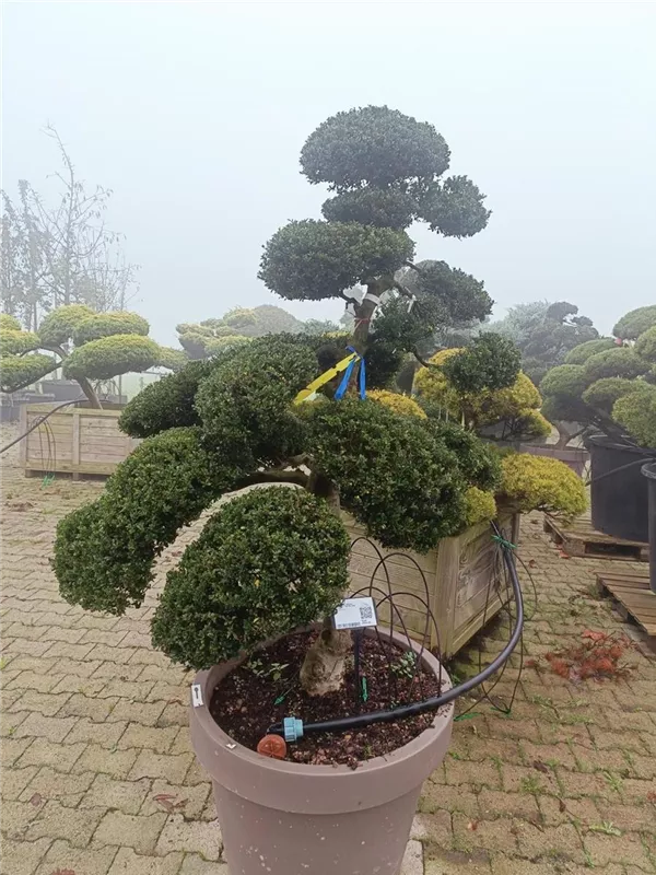 Stechpalme 'Kinme' - Ilex crenata 'Kinme'