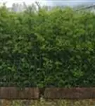 Feuerdorn 'Dart's Red' - Pyracantha 'Dart's Red'