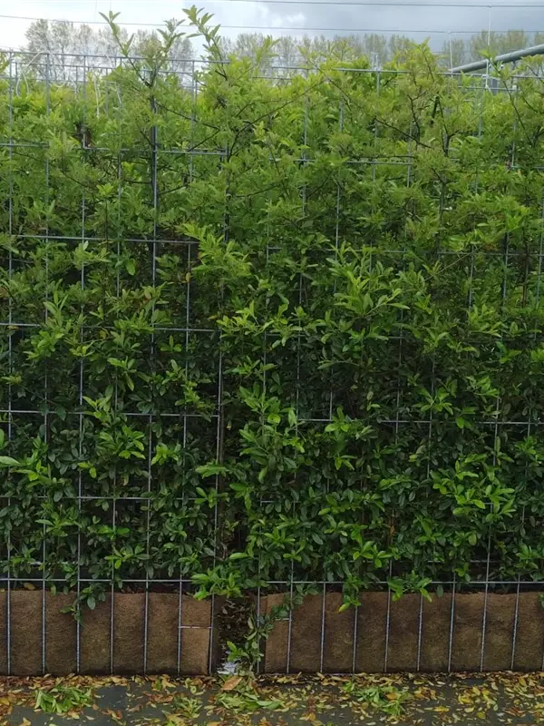 Feuerdorn 'Dart's Red' - Pyracantha 'Dart's Red'