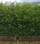 Feuerdorn 'Dart's Red' - Pyracantha 'Dart's Red'