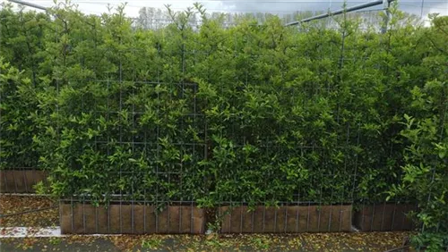 Feuerdorn 'Dart's Red' - Pyracantha 'Dart's Red'