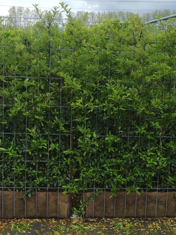 Feuerdorn 'Dart's Red' - Pyracantha 'Dart's Red'