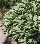 Graublättrige Weißrand-Garten-Funkie - Hosta fortunei 'Francee'