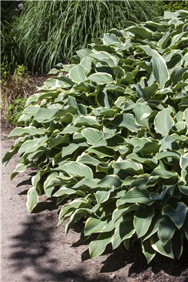 Graublättrige Weißrand-Garten-Funkie - Hosta fortunei 'Francee'