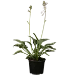 Graublättrige Weißrand-Garten-Funkie - Hosta fortunei 'Francee'
