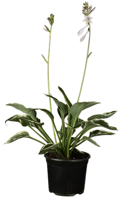 Graublättrige Weißrand-Garten-Funkie - Hosta fortunei 'Francee'