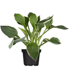 Graublättrige Weißrand-Garten-Funkie - Hosta fortunei 'Francee'