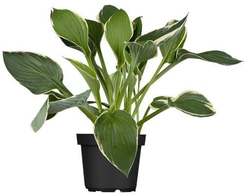 Graublättrige Weißrand-Garten-Funkie - Hosta fortunei 'Francee'