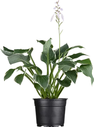 Graublättrige Weißrand-Garten-Funkie - Hosta fortunei 'Francee'