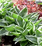 Graublättrige Weißrand-Garten-Funkie - Hosta fortunei 'Francee'