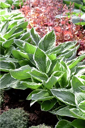 Graublättrige Weißrand-Garten-Funkie - Hosta fortunei 'Francee'