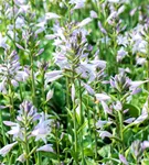 Graublättrige Weißrand-Garten-Funkie - Hosta fortunei 'Francee'