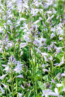 Graublättrige Weißrand-Garten-Funkie - Hosta fortunei 'Francee'