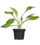 Graublättrige, gelbgrüne Garten-Funkie - Hosta fortunei 'Gold Standard'