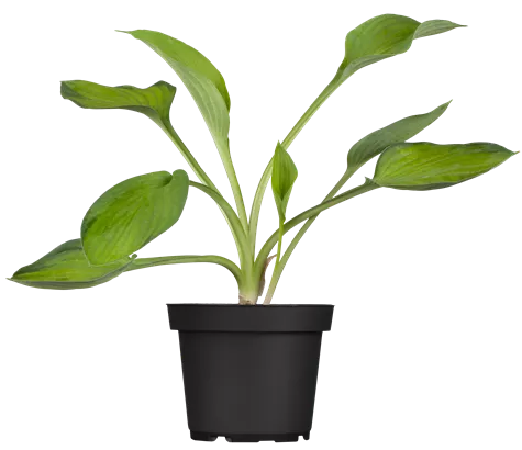 Graublättrige, gelbgrüne Garten-Funkie - Hosta fortunei 'Gold Standard'
