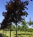 Roter Spitzahorn 'Crimson King' - Acer platanoides 'Crimson King'