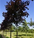 Roter Spitzahorn 'Crimson King' - Acer platanoides 'Crimson King'