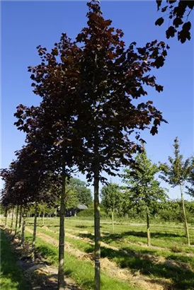 Roter Spitzahorn 'Crimson King' - Acer platanoides 'Crimson King'