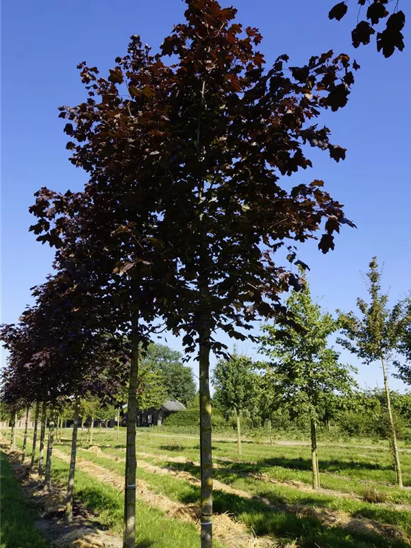 Roter Spitzahorn 'Crimson King' - Acer platanoides 'Crimson King'