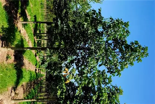Scharlachkastanie - Aesculus carnea 'Briotii'