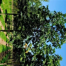 Aesculus carnea 'Briotii', H 4xv mDb 20- 25