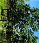 Scharlachkastanie - Aesculus carnea 'Briotii'