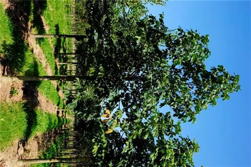 Scharlachkastanie - Aesculus carnea 'Briotii'