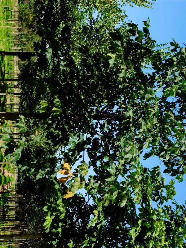 Scharlachkastanie - Aesculus carnea 'Briotii'