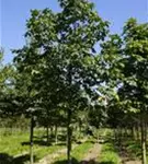 Scharlachkastanie - Aesculus carnea 'Briotii'