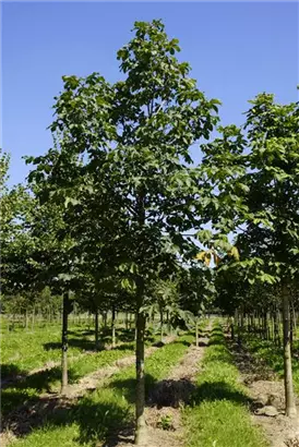 Scharlachkastanie - Aesculus carnea 'Briotii'