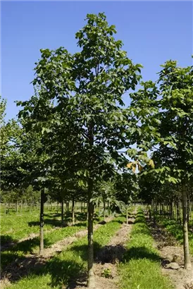 Scharlachkastanie - Aesculus carnea 'Briotii'