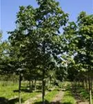 Scharlachkastanie - Aesculus carnea 'Briotii'