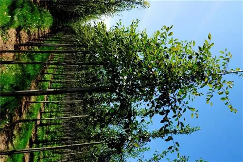 Kupfer-Felsenbirne - Amelanchier lamarckii - Baum