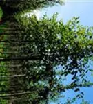 Kupfer-Felsenbirne - Amelanchier lamarckii - Baum